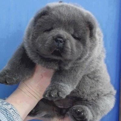 ちゃうちゃう 俺チャウチャウちゃうねん くまやねん 2015年05月01日の動物のボケ 31490684 ボケて Bokete