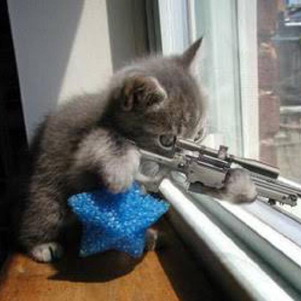 クックックッ これで世界は俺な物 ぬこへのボケ ボケて Bokete