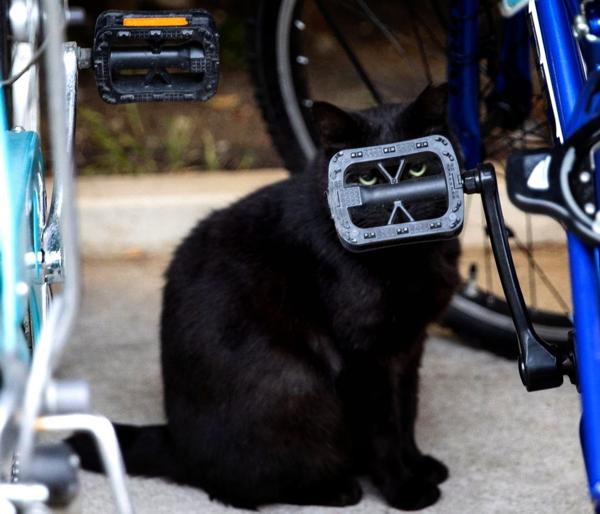 コホー コホー ルーク アイム ユア ファーザー 自転車へのボケ ボケて Bokete