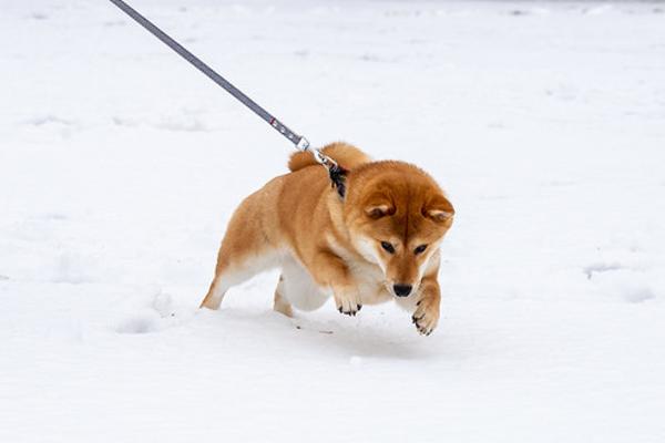 いーぬはよろこび庭駆けまわ まわっ は 放さないと続き歌えないぞ 犬へのボケ ボケて Bokete