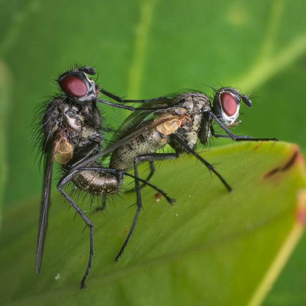 インスタバエ イエバエへのボケ ボケて Bokete