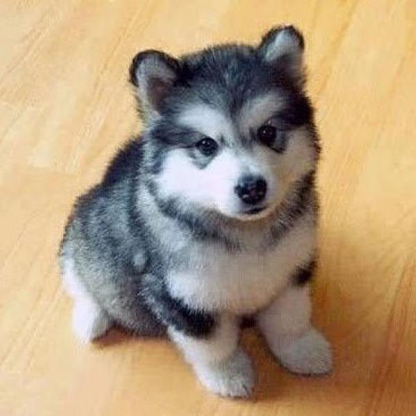 漆黒の雄狼カム オルガロンが進化してくれない 犬へのボケ ボケて Bokete