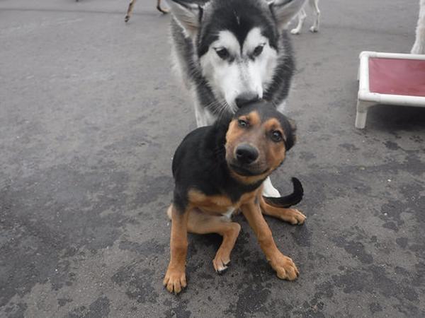 エグザイヌ 15年12月08日の動物のボケ ボケて Bokete