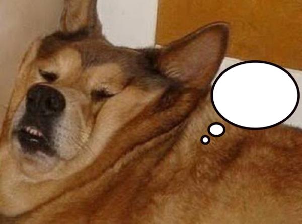 おぼふ 犬へのボケ ボケて Bokete