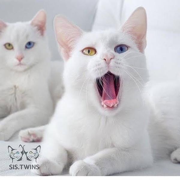 ご主人は猫の話になると目の色変えるらしいにゃ にゃー達とお揃いになるにゃ ネコへのボケ ボケて Bokete