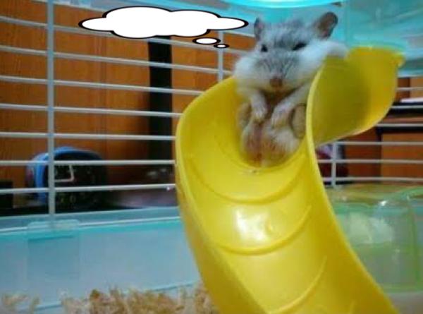 今月曜から夜ふかしのジャイアン想像したやついるだろ ハムスターへのボケ ボケて Bokete