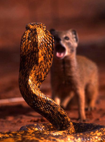 こんな夜遅くまで どこをぶらぶらとほっつき歩いてきたのさ いただきマングースじゃないわよ 夕飯の時間はもう終わりよ 動物へのボケ 43799345 ボケて Bokete