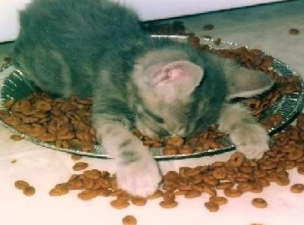 毒を盛られた振りをして う うぐっ ぐむむ う うまぁーっ と毎回やる小芝居がうざかわいい 16年02月06日の動物のボケ ボケて Bokete