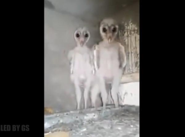 豆知識 ふくろうの赤ちゃん毛が生えず宇宙人のような姿になる 19年12月05日の人物のボケ ボケて Bokete