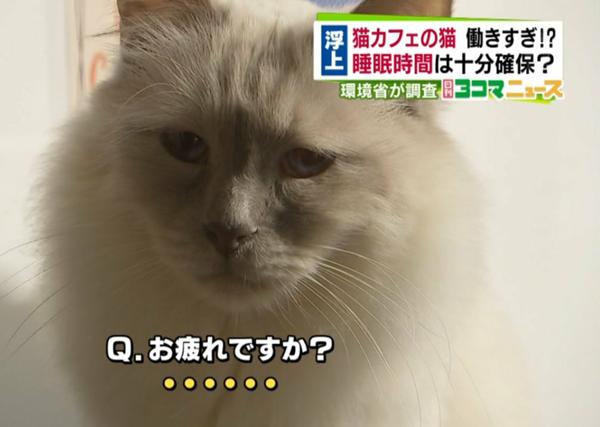 これ 猫だましって言うんじゃニャーの ネコへのボケ ボケて Bokete