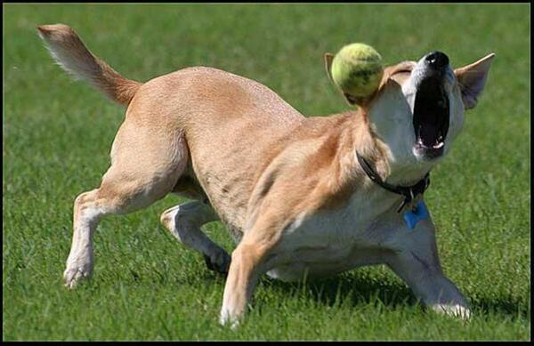 やっぱ女 子テニスをこの角度から観戦するのはたまらんわ おぼふ 16年03月30日の動物のボケ ボケて Bokete