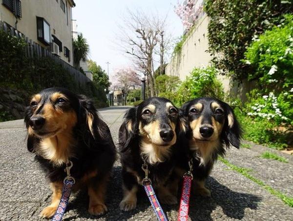 こわやこわや エボシ様は国崩しをなさるおつもりじゃ 犬へのボケ ボケて Bokete