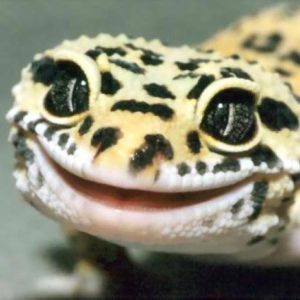 こいつ レオパっていうヤモリの一種なんだけどあのガッキーも飼ってるらしいぜ いやマジで ボケとかじゃなくて 動物群へのボケ ボケて Bokete