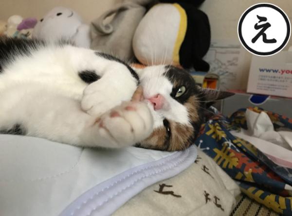 遠慮がちな猫パンチ ネコへのボケ ボケて Bokete