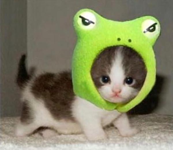 カエルさんカエルさん ボクもカエルだよ お友達になろ ネコへのボケ 75097350 ボケて Bokete