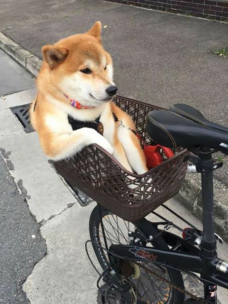 デブの俺に飼い犬が さぁ行きましょうドドリアさん とか言ってきた 犬へのボケ 88806639 ボケて Bokete