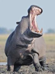 カバ最強説マジですかぁ 動物群へのボケ ボケて Bokete