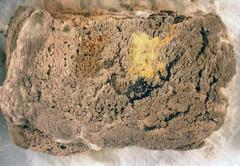 嫁のマズメシで俺の大脳は有事関連法案を適用を宣言 心身緊急権の発動で仮病を使うことが決定された 16年01月14日の人物のボケ ボケて Bokete