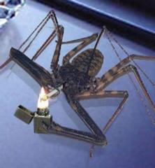 ハリー ポッターの撮影裏 クモへのボケ ボケて Bokete