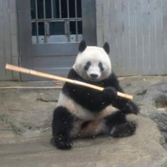 笹食ってる場合じゃねぇ パンダへのボケ ボケて Bokete