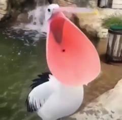 あならまなささんのページ ボケて Bokete