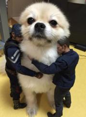 落ちつけ 定春 犬へのボケ ボケて Bokete