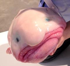 マヨネーズかけて食べると上手いらしいよb げっ歯類へのボケ ボケて Bokete