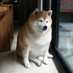 うおぃ 柴犬の精悍さはどこに行った 犬へのボケ ボケて Bokete うおぃ 柴犬の精悍さはどこに行った 犬へのボケ ボケて Bokete