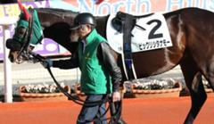 ビックリシタナモーはもっとビックリするよ なんたって馬刺しにされるのだから 騎手へのボケ ボケて Bokete