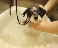 もうちょっと下なんだよな 犬へのボケ ボケて Bokete