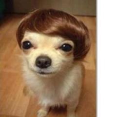 チワワ Ikko チッkoで販売されていた 犬へのボケ ボケて Bokete チワワ Ikko チッkoで販売されていた 犬へのボケ ボケて Bokete