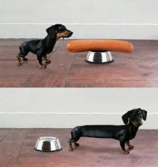 警察 この辺に胴の短い犬が通らなかったか 犬 さあ 見てないですよ 犬へのボケ ボケて Bokete