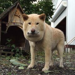 しゃくれるプラネット 犬へのボケ 6001 ボケて Bokete