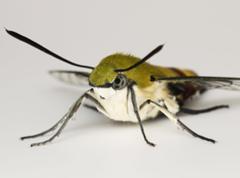 蛾蝶 オオスカシバもかわいいなへのボケ ボケて Bokete