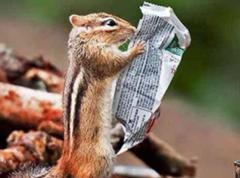 チップとデール解散かあ リスへのボケ ボケて Bokete