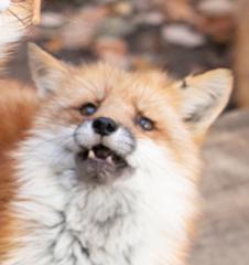 なんで油揚げをくれるの 犬へのボケ ボケて Bokete