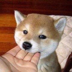 お手 を手を噛むという意味で教えてしまった 犬へのボケ ボケて Bokete