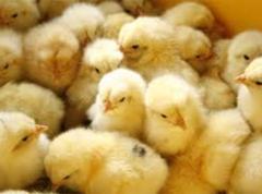 ひよこはひよこっこはひよこのこ 鶏へのボケ ボケて Bokete