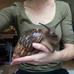 え ごめん気持ち悪い 魚へのボケ ボケて Bokete