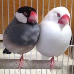 質問があるんやけど なに 文鳥の片足立ち最長時間記録ってほんまにギネスにあるの 自画像へのボケ ボケて Bokete