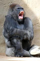 ゴリラの学名ってゴリラゴリラゴリラなんだよとか言ってるお前 わし 東ローランドゴリラやから学名ゴリラゴリラグラウエリや 16年01月13日の動物のボケ ボケて Bokete