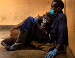 刑事コロンボの犬の名前は ドッグ 津之江白鷺城さんが 犬 に星を2個つけました ボケて Bokete