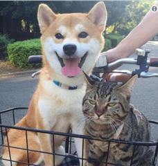 まだ散歩だと思っているポチと動物病院に向かっていることを気づいた勘のいいタマ ネコへのボケ ボケて Bokete