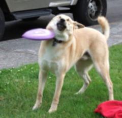 あのバカ どういう技かも見切れんのか 犬へのボケ ボケて Bokete