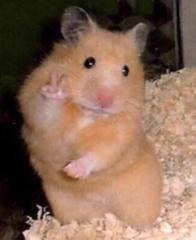 くるくる回るアトラクション ２匹お願いします ハムスターへのボケ ボケて Bokete