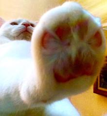 宅急便 すみません 拇印は人差し指でお願いします なんでこれがエラーだったんだろう猫 へのボケ ボケて Bokete