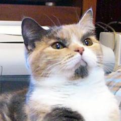 えらい気合の入ったやつが猫カフェの面接に来た ネコへのボケ ボケて Bokete