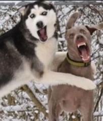 時には急ぎすぎて見失うこともあるよ仕方ない！ - このお題についてボケなさいへのボケ[68289505] - ボケて（Bokete）