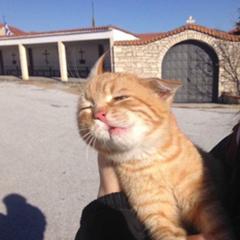 錯視 回る猫 ネコへのボケ ボケて Bokete