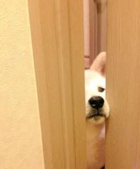 シャイニング 犬へのボケ ボケて Bokete